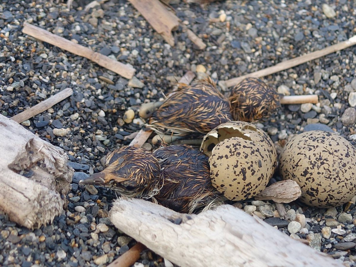 Kentish Plover - ML637452715