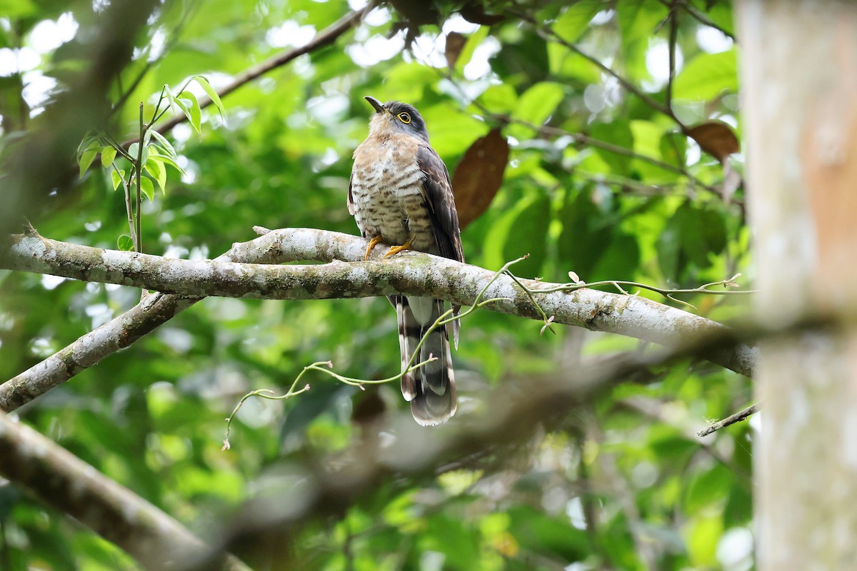 Dark Hawk-Cuckoo - ML637452717