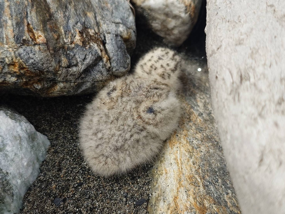 Little Tern - ML637452728