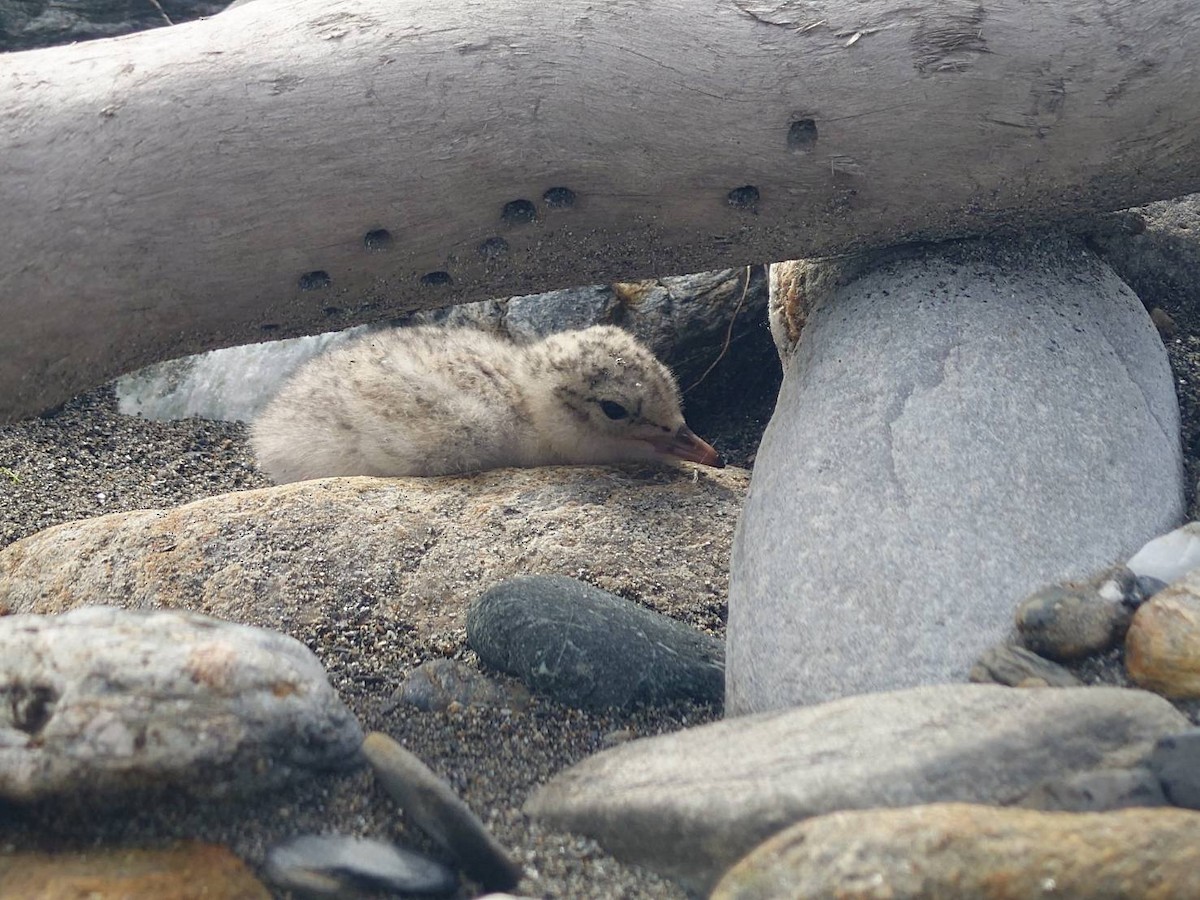 Little Tern - ML637452740