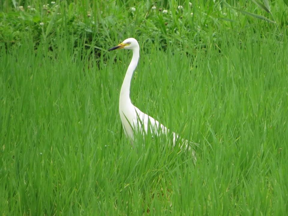 Medium Egret - ML637452767