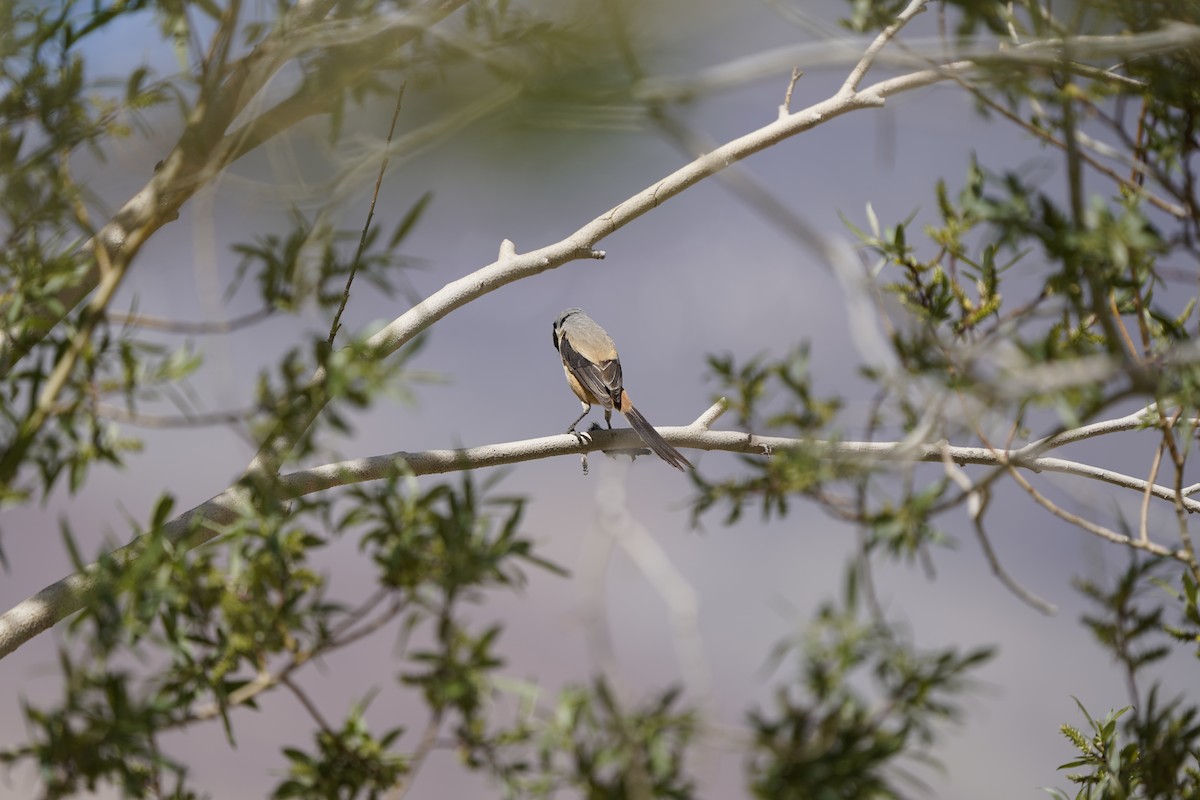 Long-tailed Shrike - ML637452840