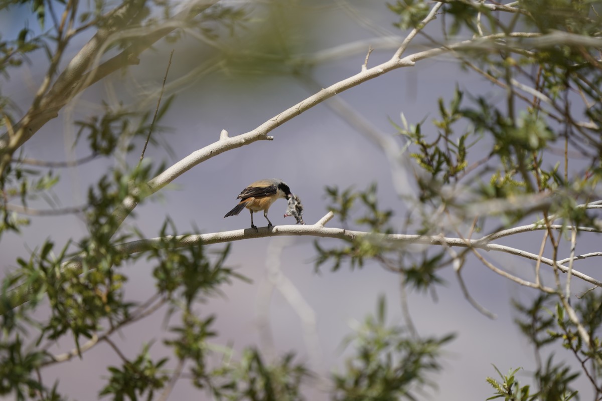 Long-tailed Shrike - ML637452841