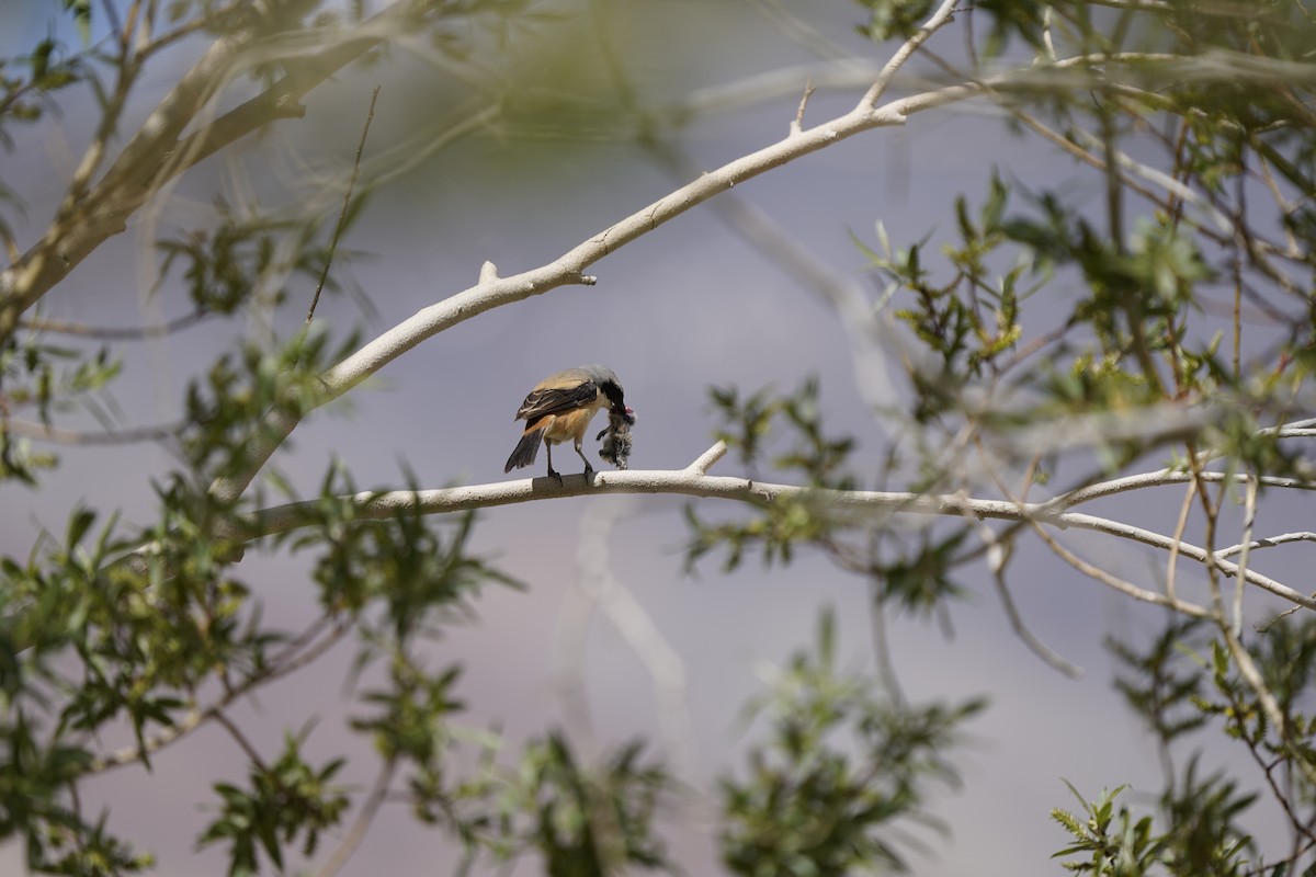 Long-tailed Shrike - ML637452842