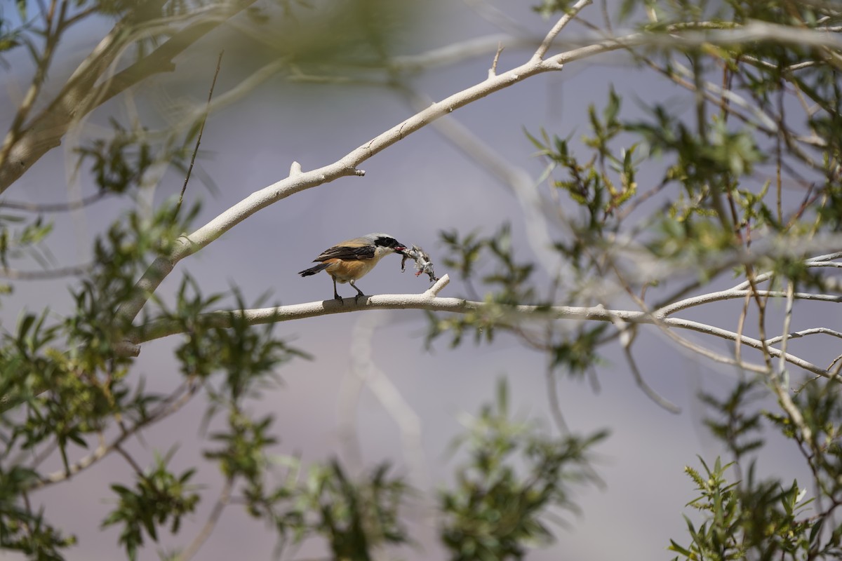 Long-tailed Shrike - ML637452843