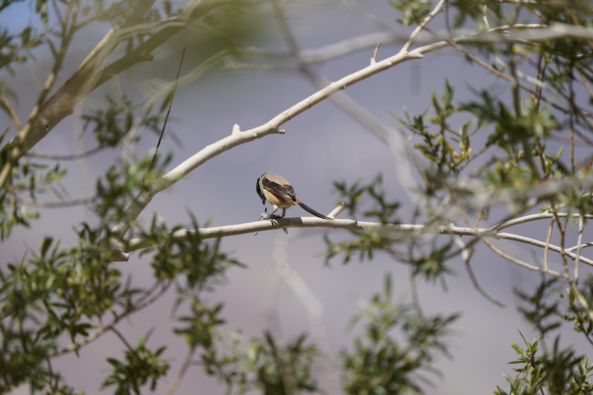 Long-tailed Shrike - ML637452844