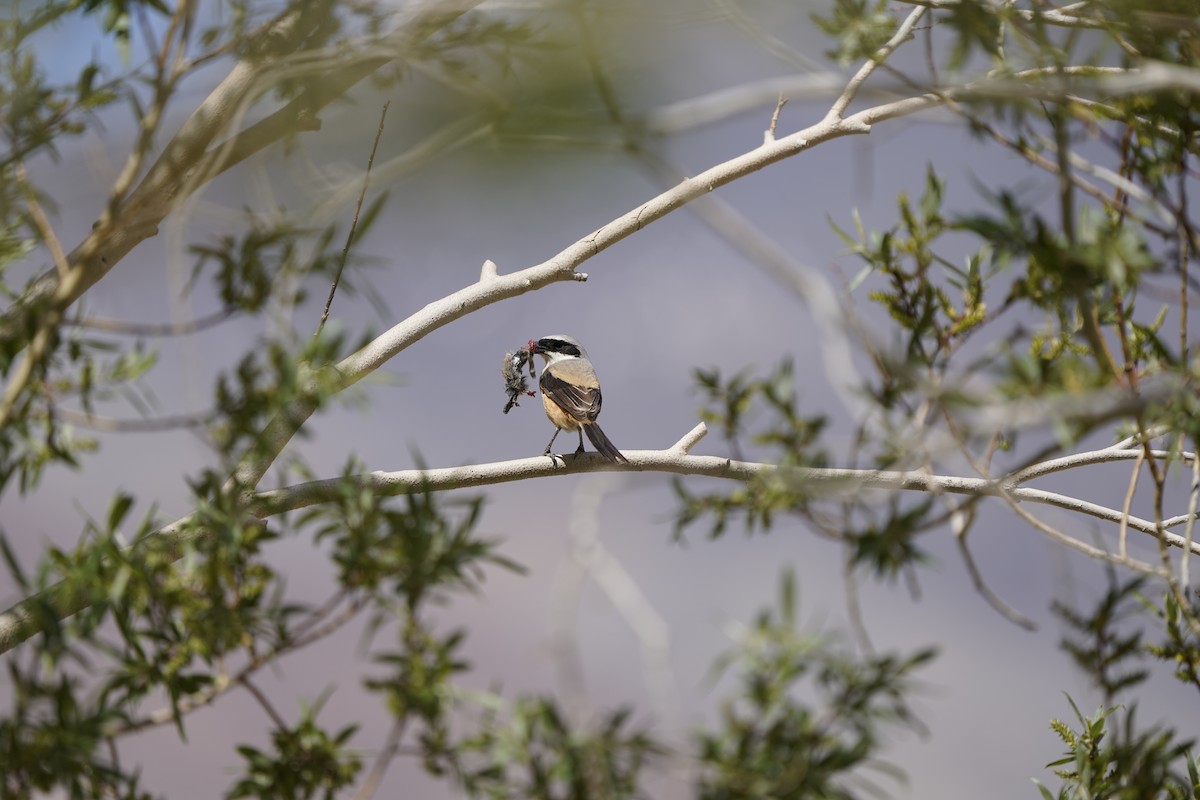 Long-tailed Shrike - ML637452845