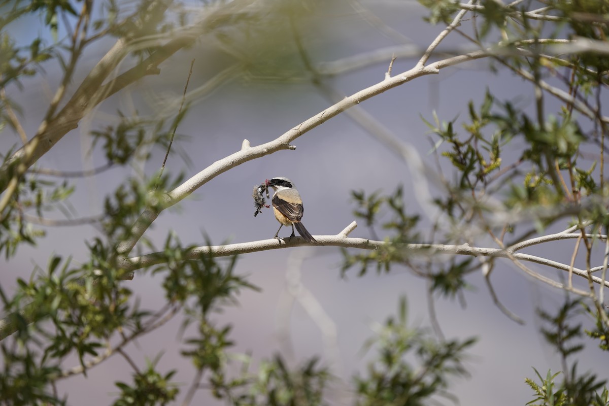 Long-tailed Shrike - ML637452846