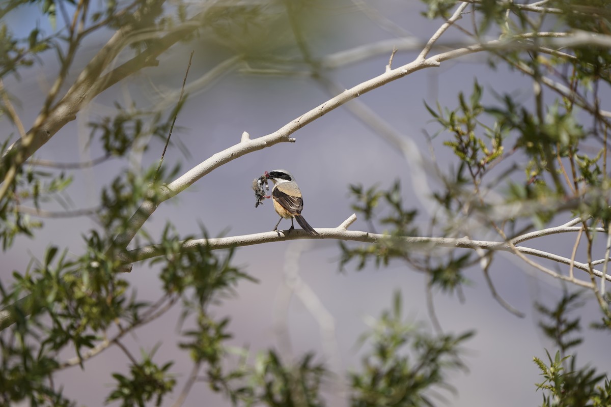 Long-tailed Shrike - ML637452847