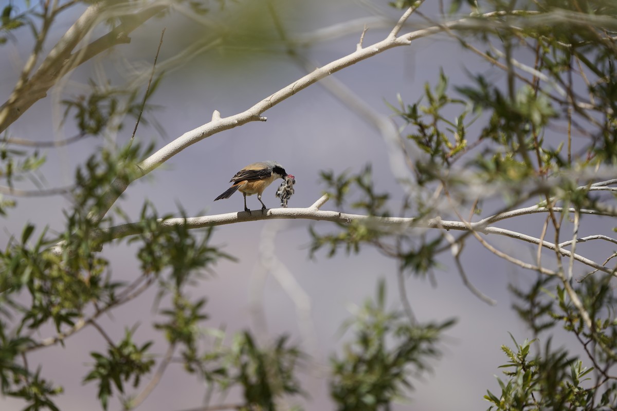 Long-tailed Shrike - ML637452848