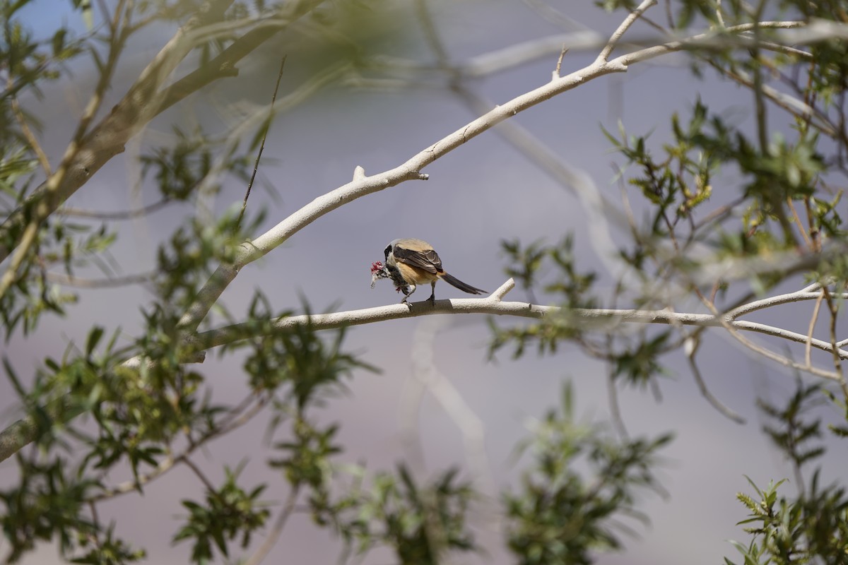 Long-tailed Shrike - ML637452849