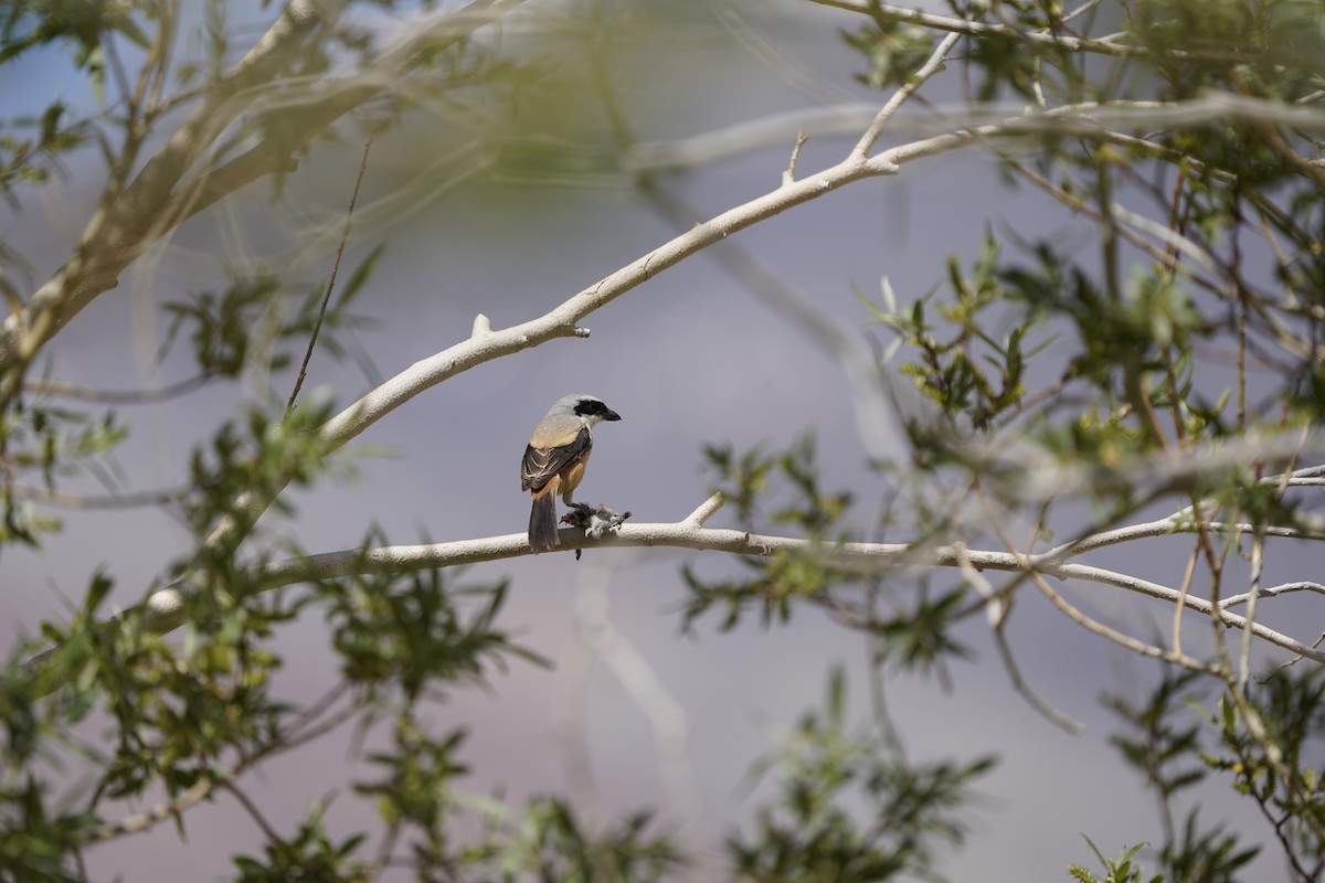 Long-tailed Shrike - ML637452850
