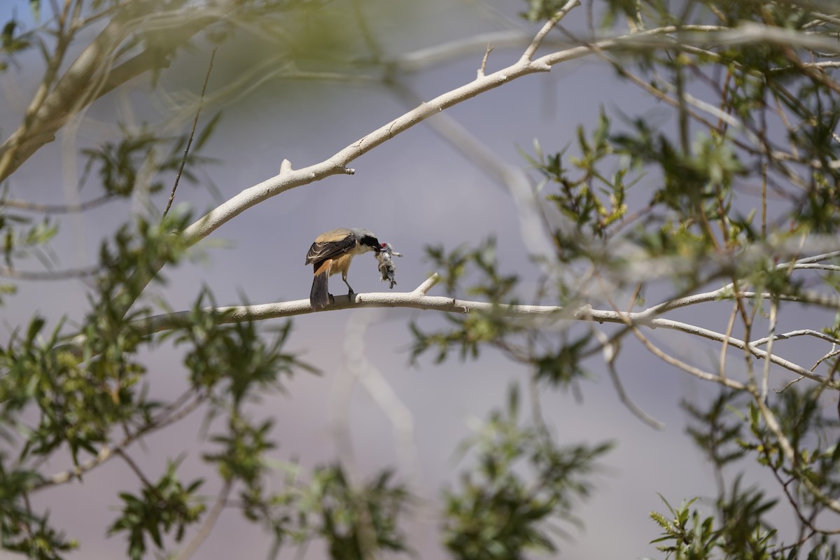 Long-tailed Shrike - ML637452851