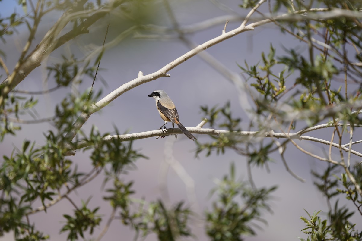 Long-tailed Shrike - ML637452852