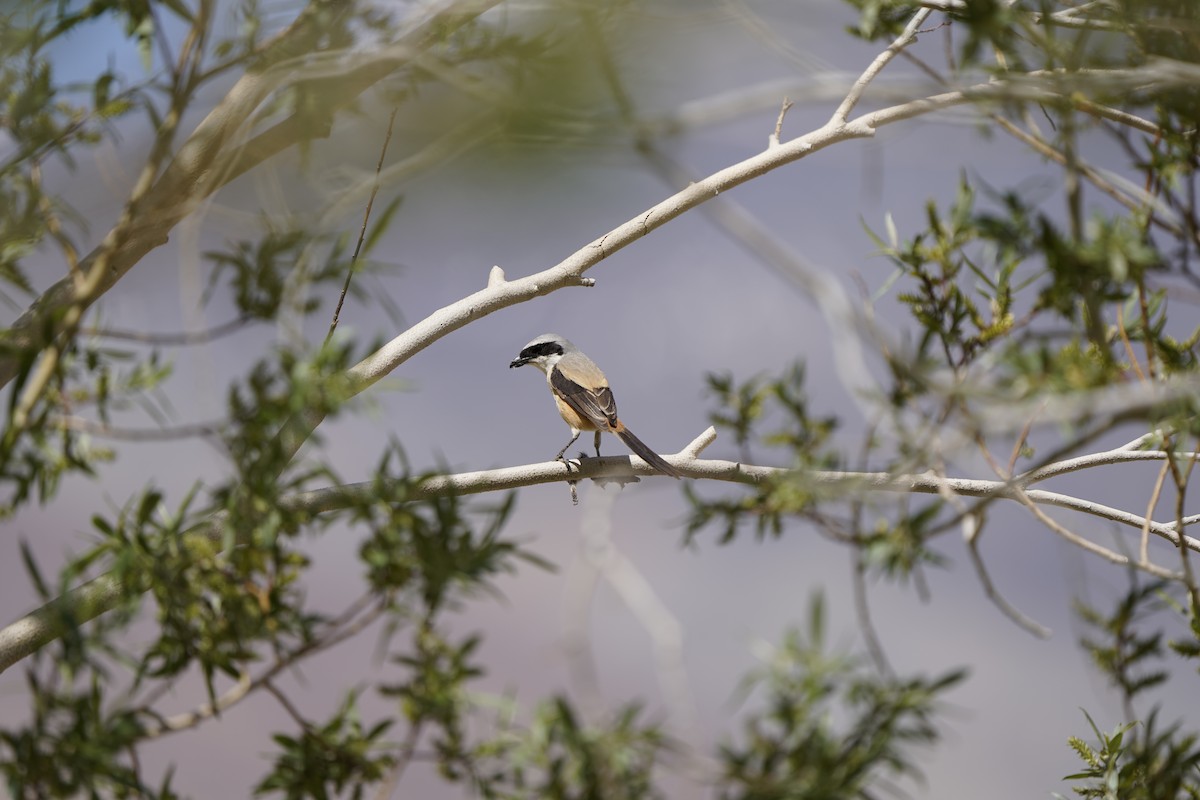 Long-tailed Shrike - ML637452853