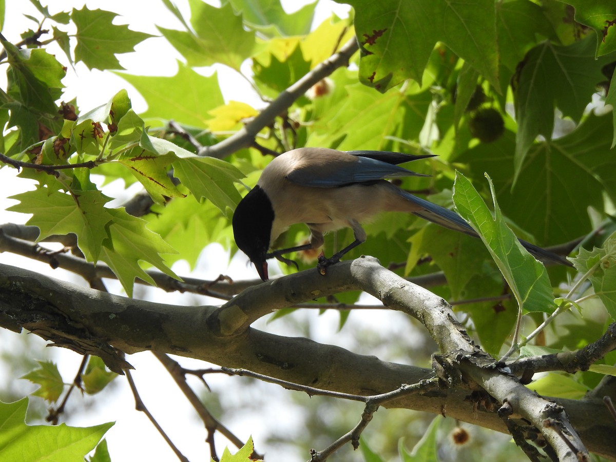 Iberian Magpie - ML637452872