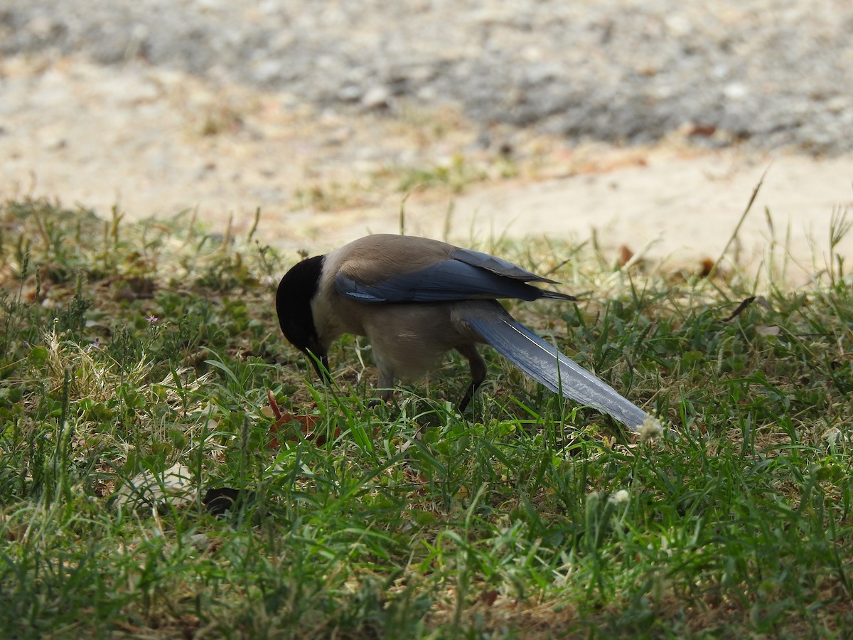 Iberian Magpie - ML637452880