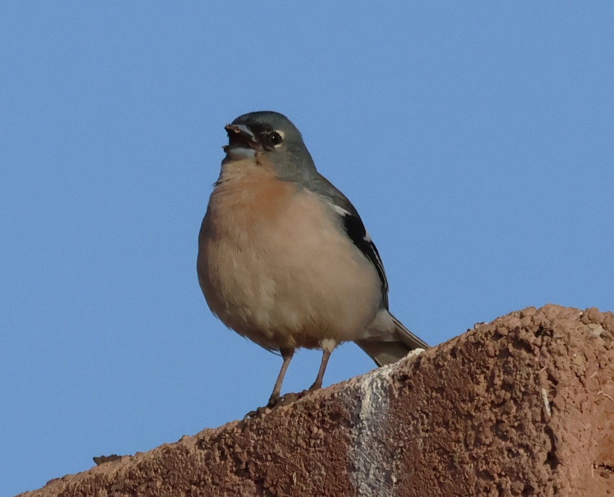 African Chaffinch - ML637452957