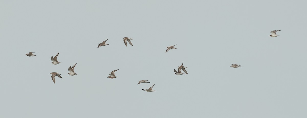 Curlew Sandpiper - ML637453069