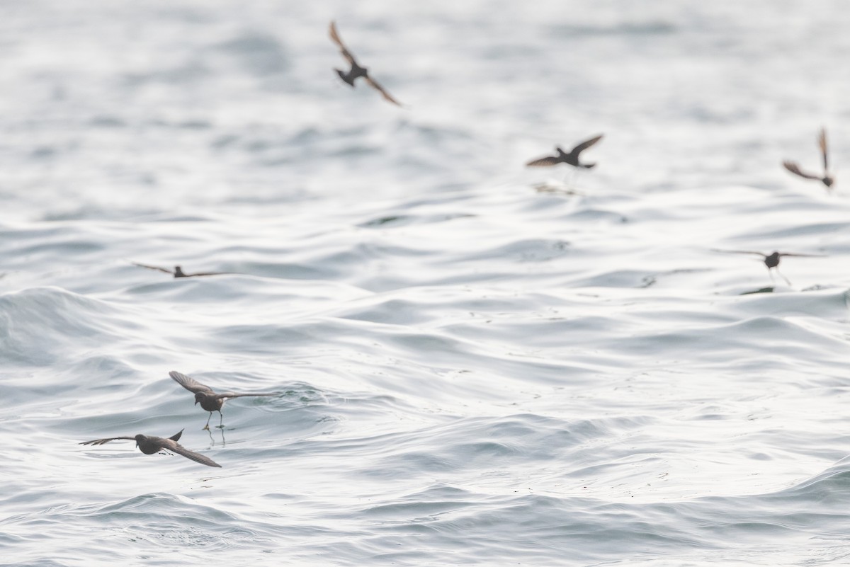 Wilson's Storm-Petrel - ML637453075