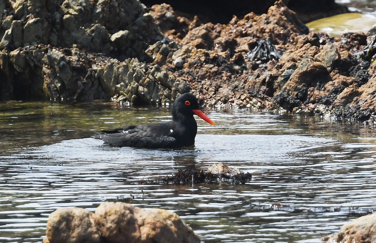African Oystercatcher - ML637453086