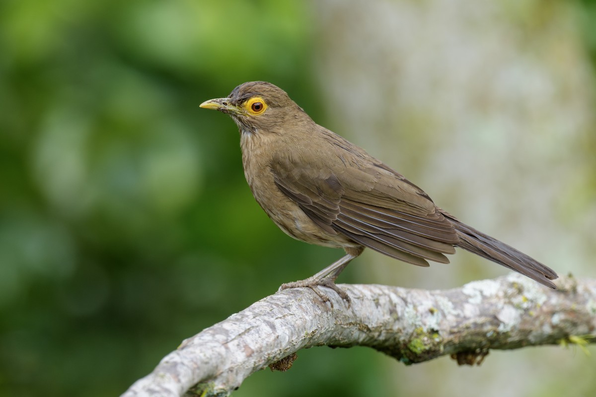 Spectacled Thrush - ML637453220
