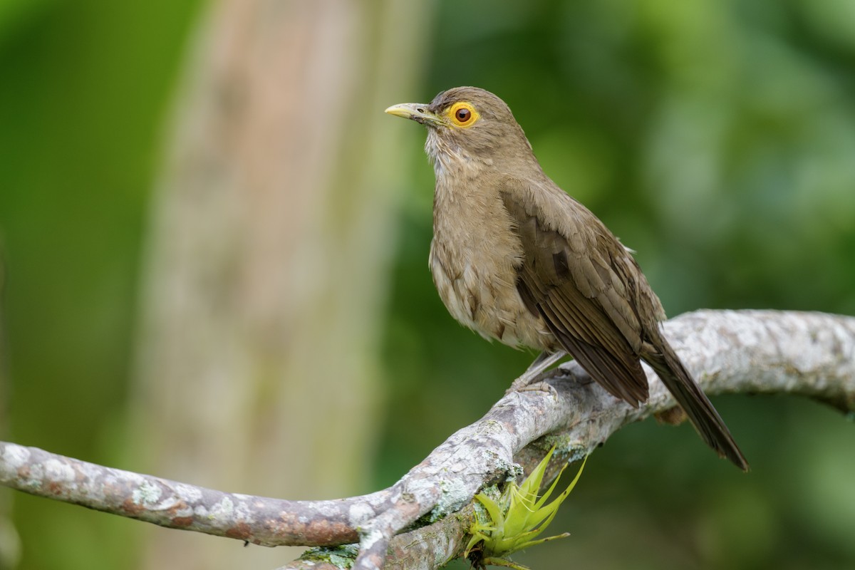 Spectacled Thrush - ML637453222
