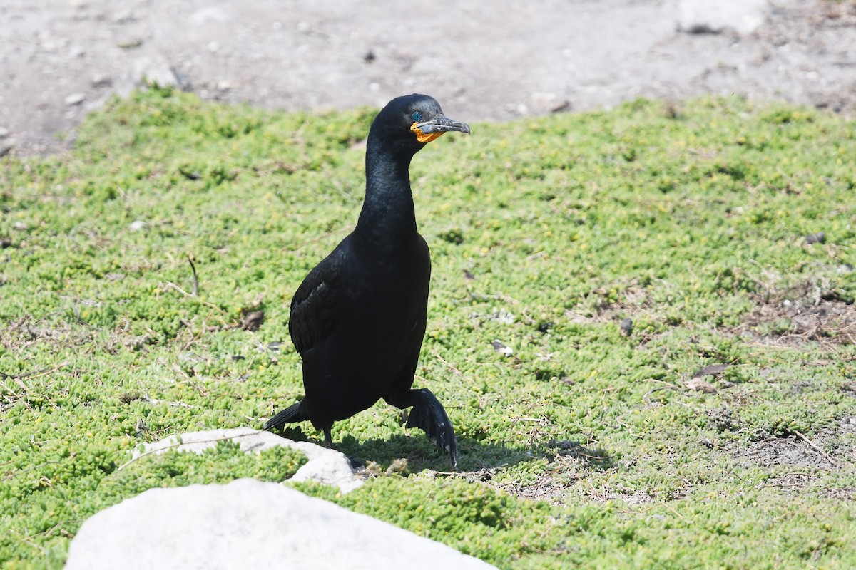 Cape Cormorant - ML637453234