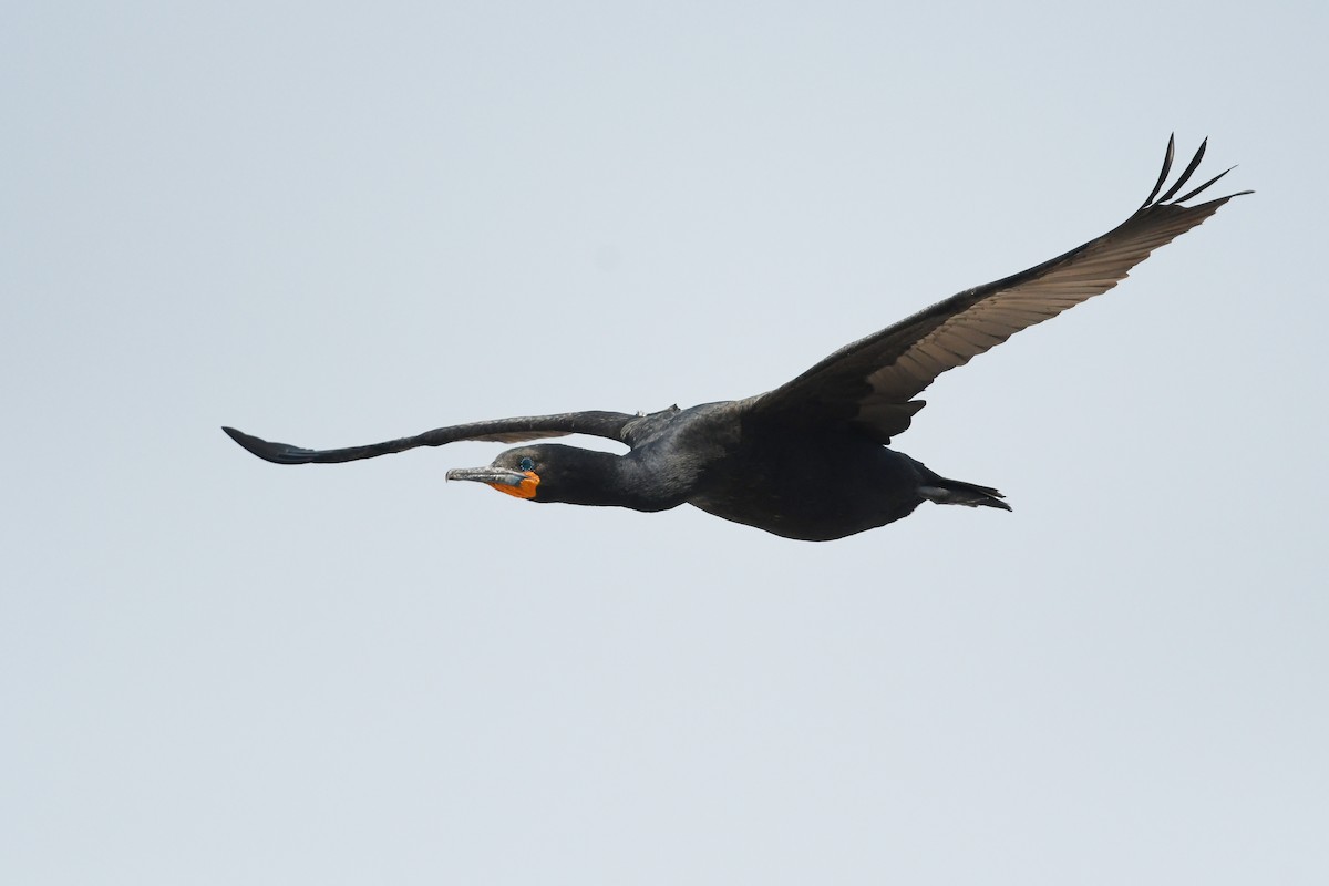 Cape Cormorant - ML637453248