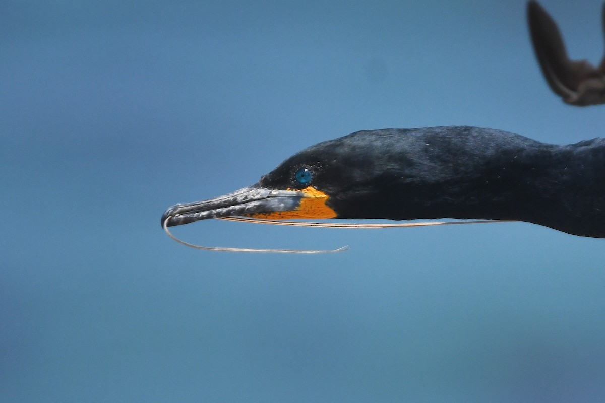 Cape Cormorant - ML637453251