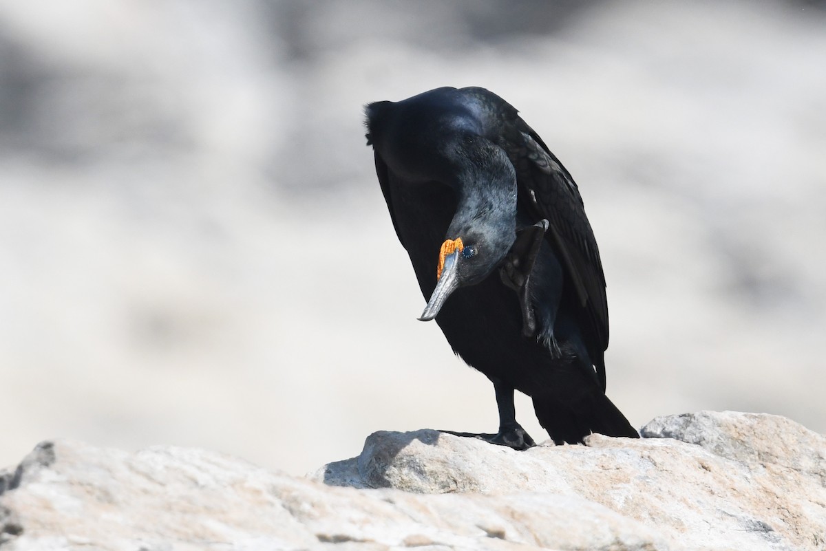 Cape Cormorant - ML637453253