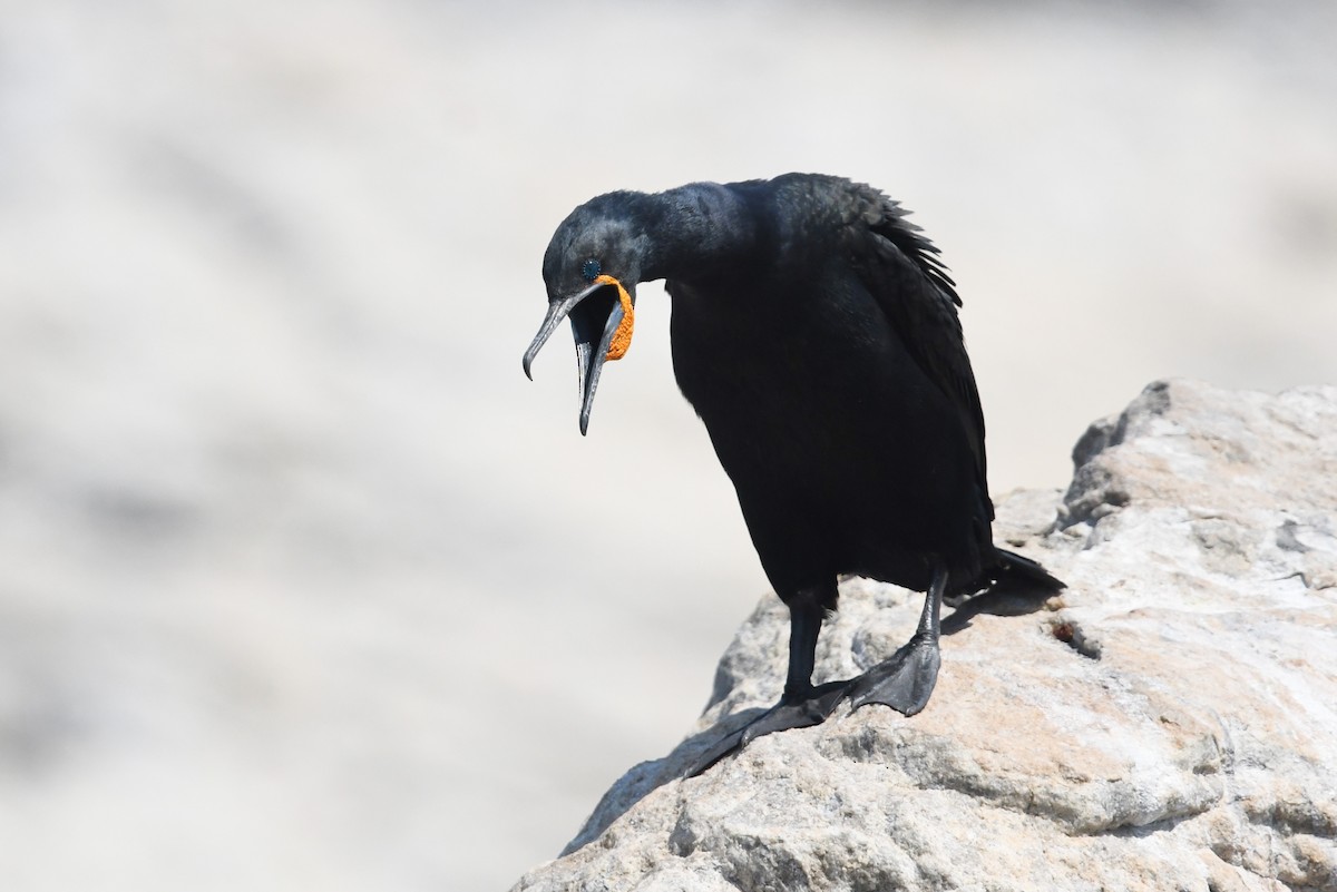 Cape Cormorant - ML637453257