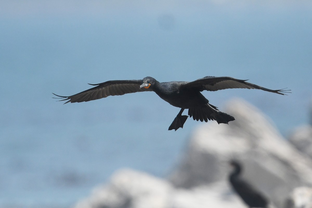 Cape Cormorant - ML637453258