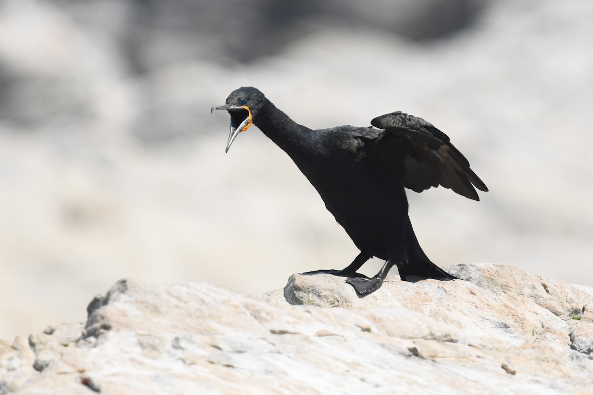 Cape Cormorant - ML637453260