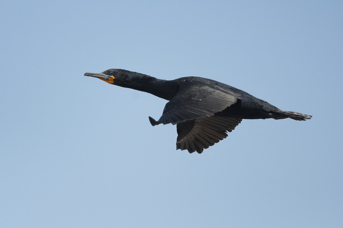 Cape Cormorant - ML637453261