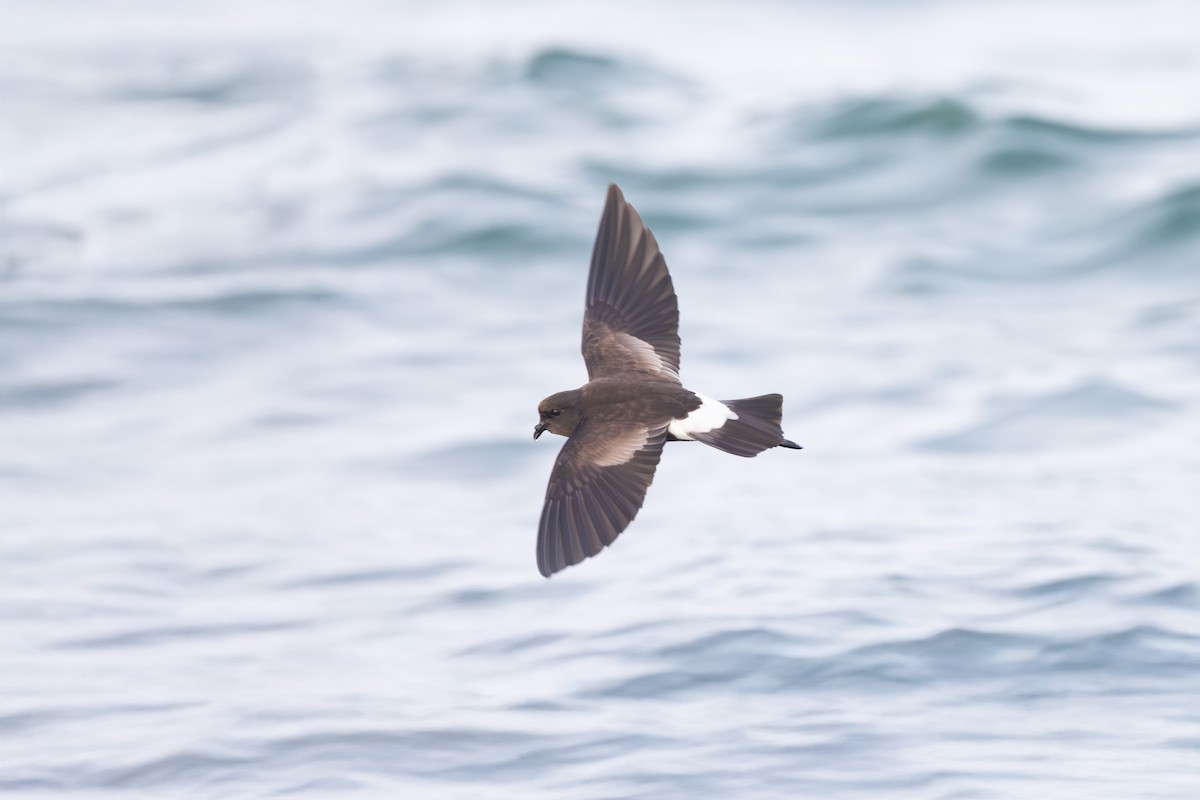 Wilson's Storm-Petrel - ML637453279