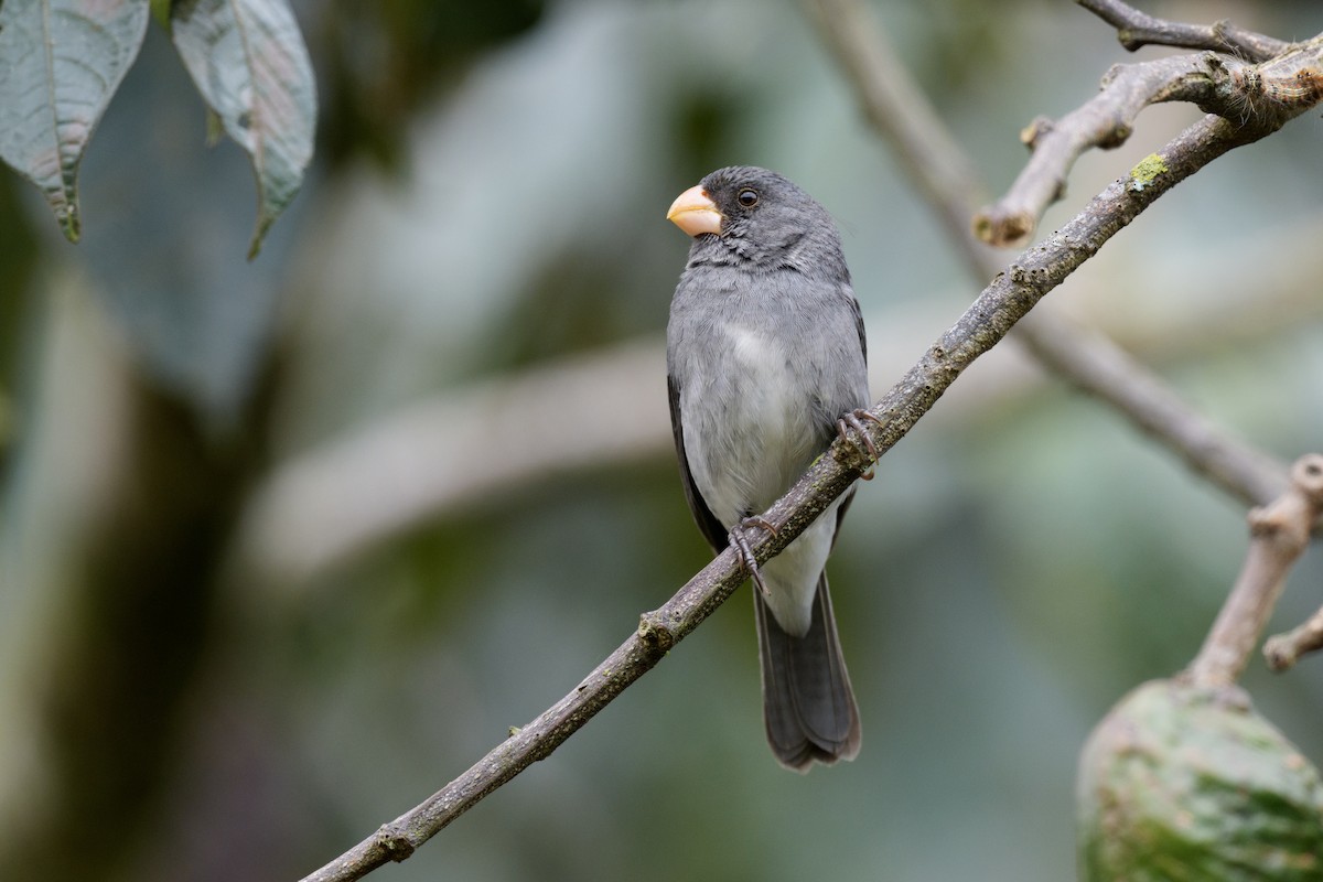Gray Seedeater - ML637453285
