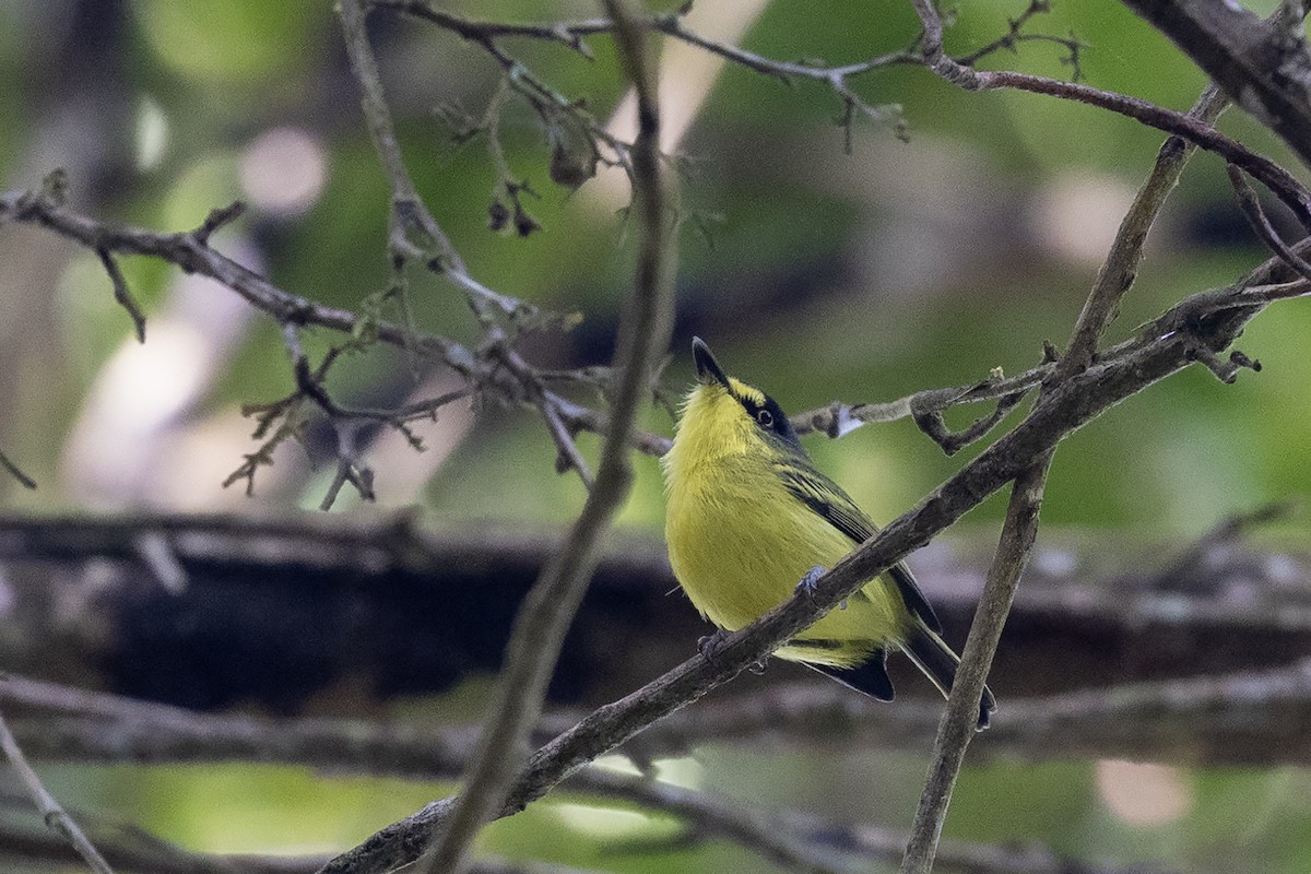Gray-headed Tody-Flycatcher - ML637453289