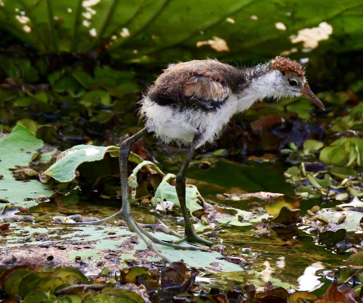 Comb-crested Jacana - ML637453373