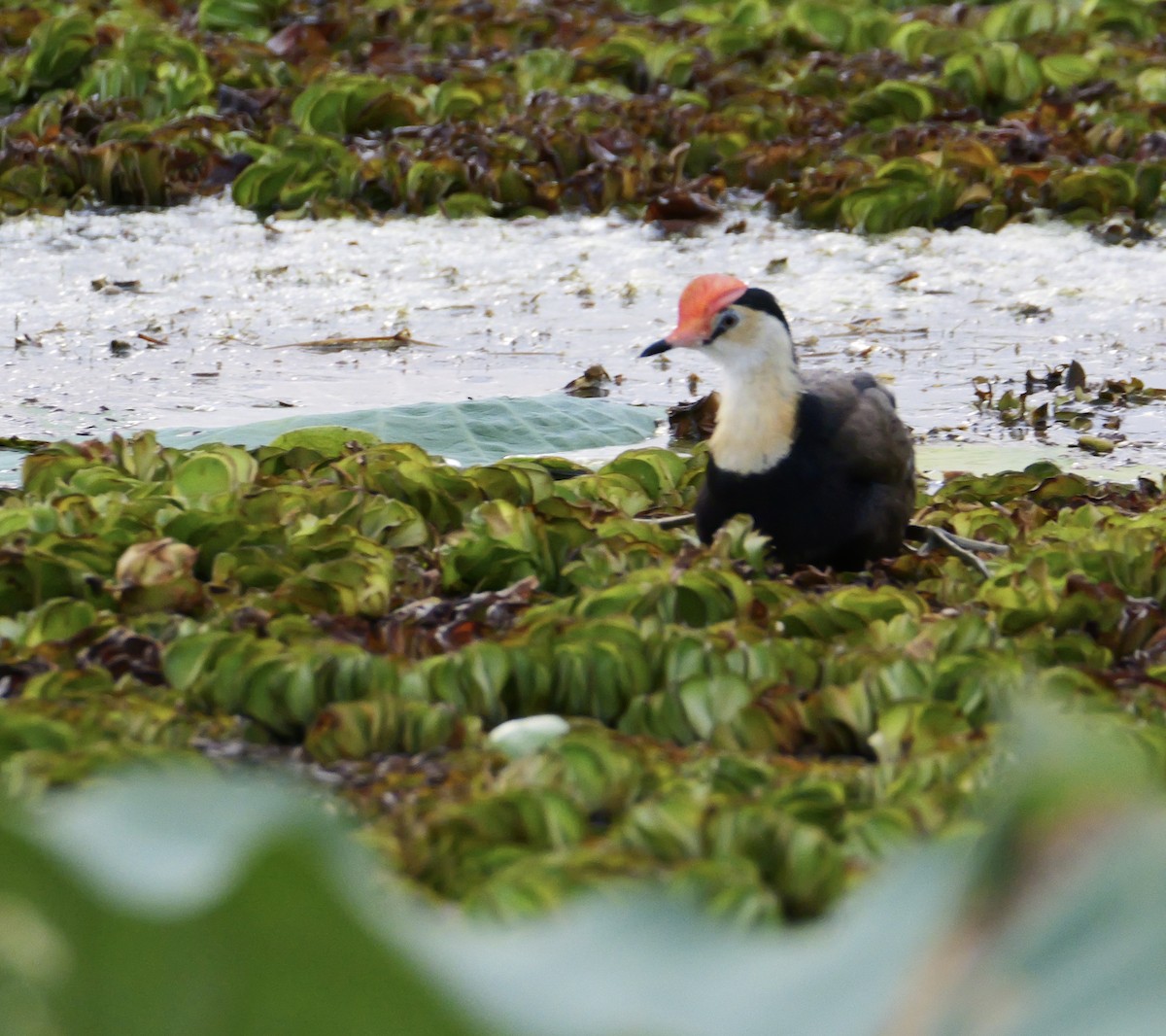 Comb-crested Jacana - ML637453384