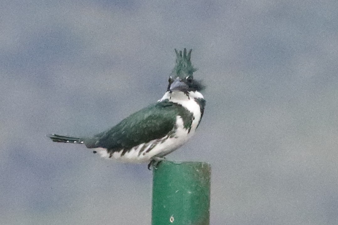 Amazon Kingfisher - ML637453499