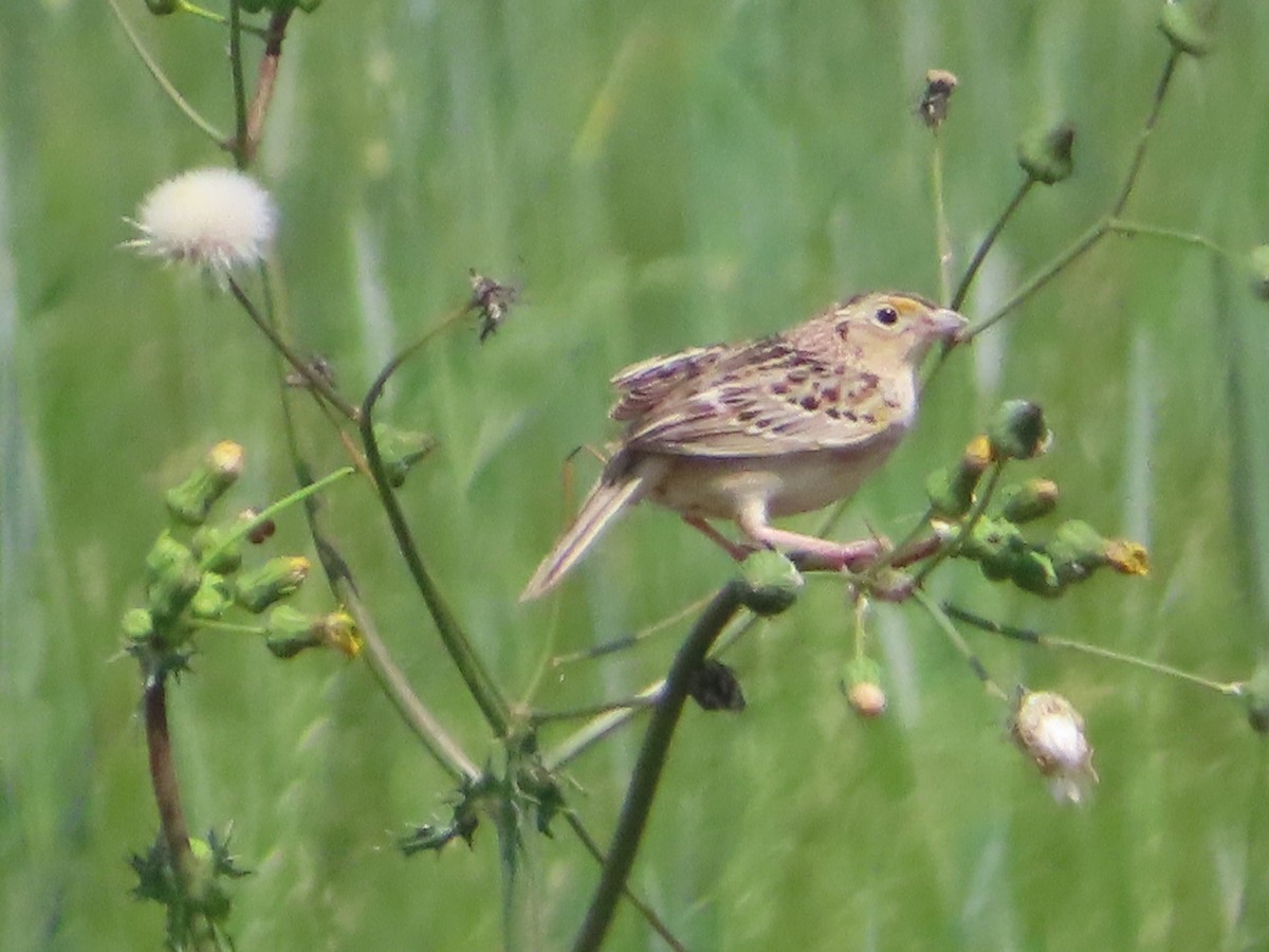 Grasshopper Sparrow - ML637453717
