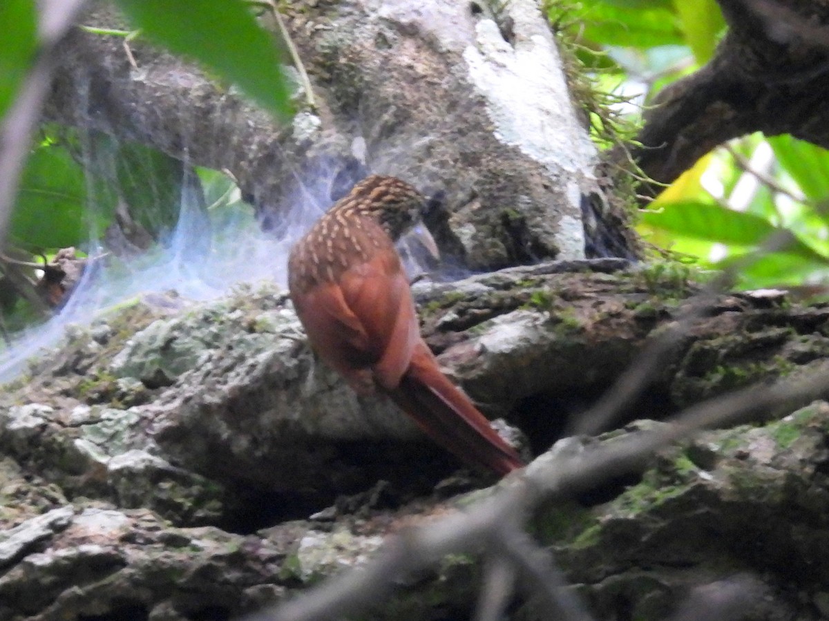 Ivory-billed Woodcreeper - ML637453742
