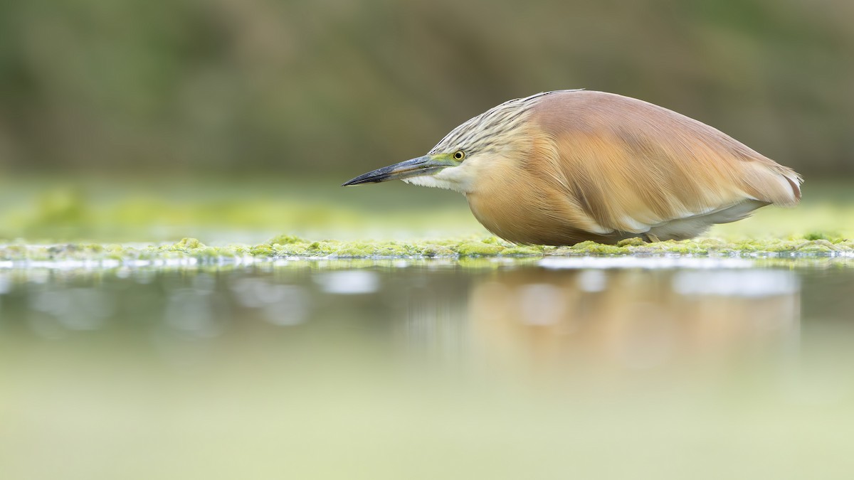 カンムリサギ - ML637453754