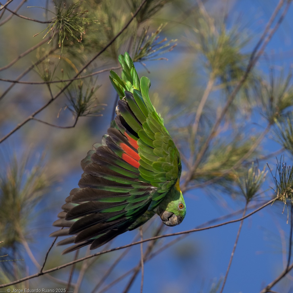 Yellow-naped Amazon - ML637453842