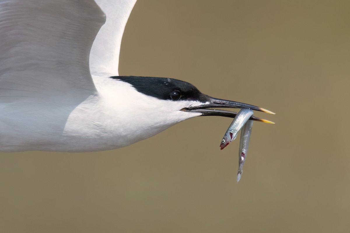 Sandwich Tern (Eurasian) - ML637453852