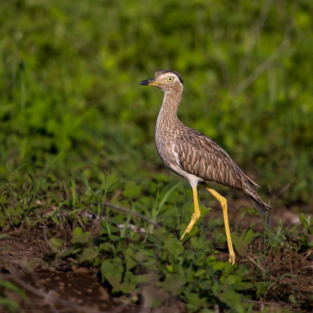 Double-striped Thick-knee - ML637453866