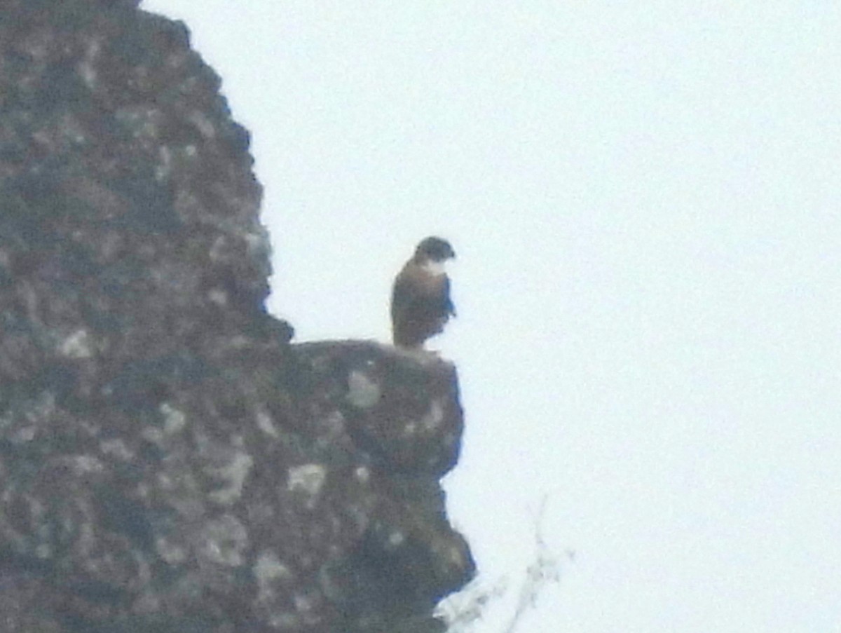 Orange-breasted Falcon - ML637453869