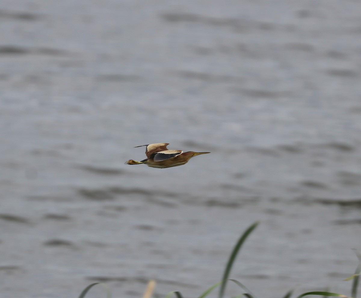 Yellow Bittern - ML637453873