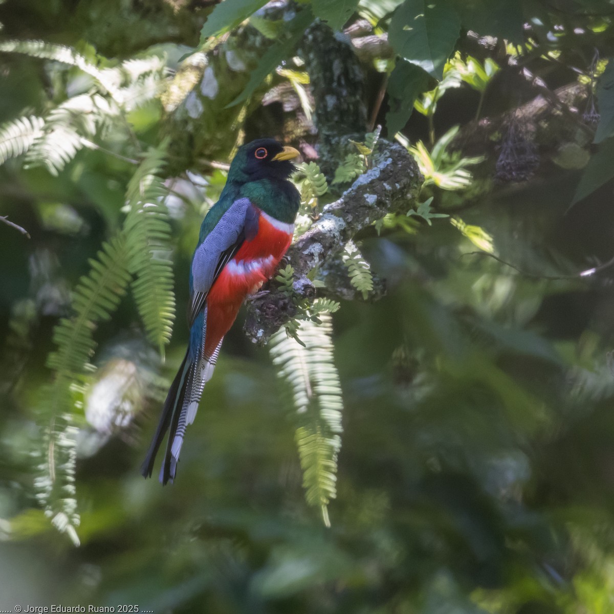 Elegant Trogon - ML637453884
